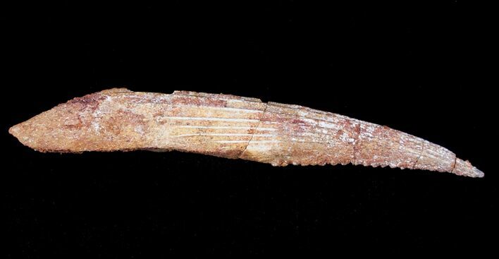Hybodus Shark Dorsal Spine - Cretaceous #12466